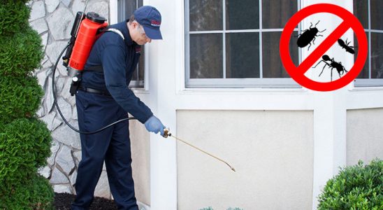 Taşkent Fare İlaçlama böcek ilaçlama ve haşere kontrolü — ilaclama-tr.com